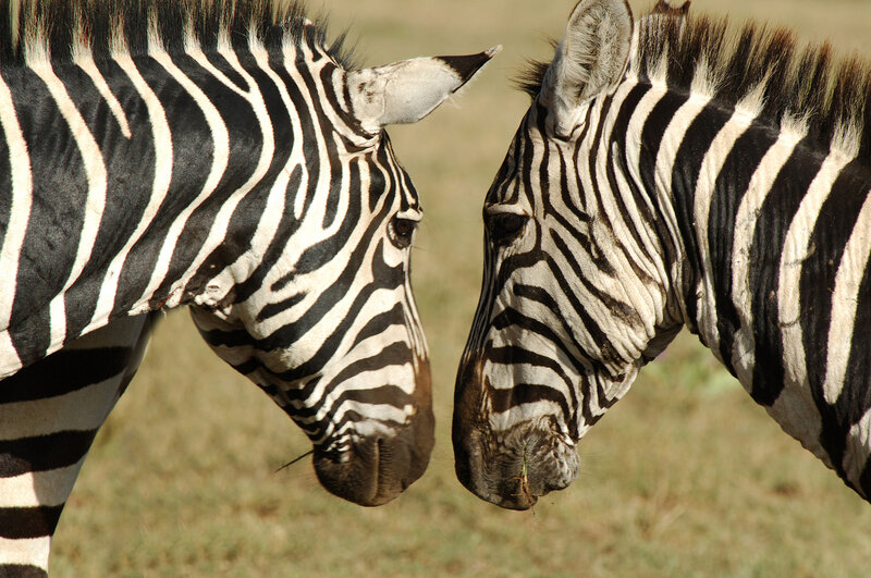 Two Zebras Facing Each Other — Black, Calm