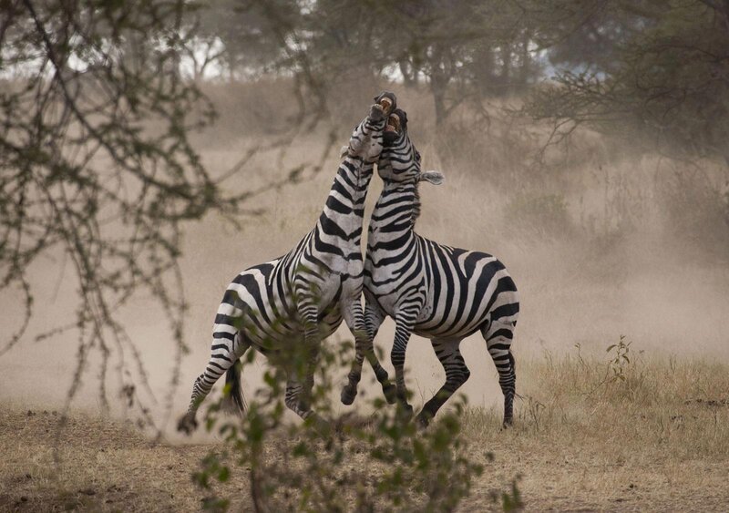 Two Zebras Fighting — Brown, Dramatic