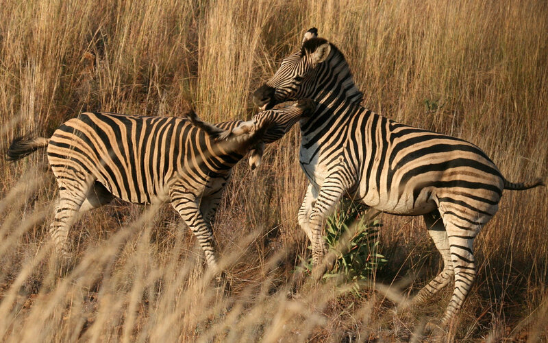 Two Zebras Fighting — Brown