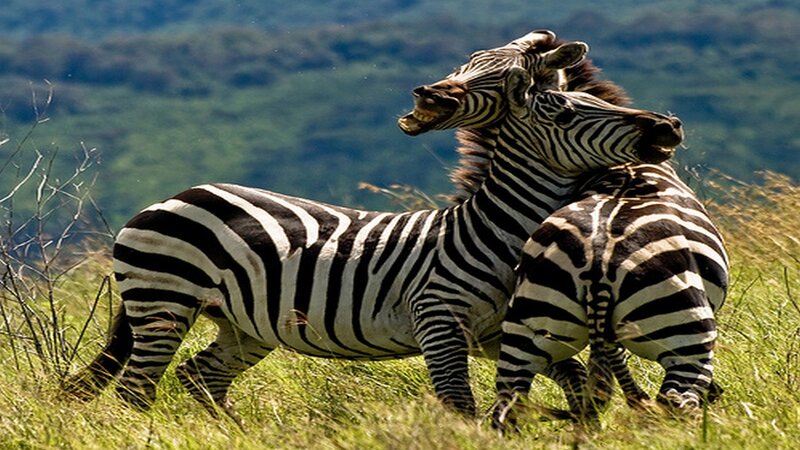 Two Zebras Fighting — Green