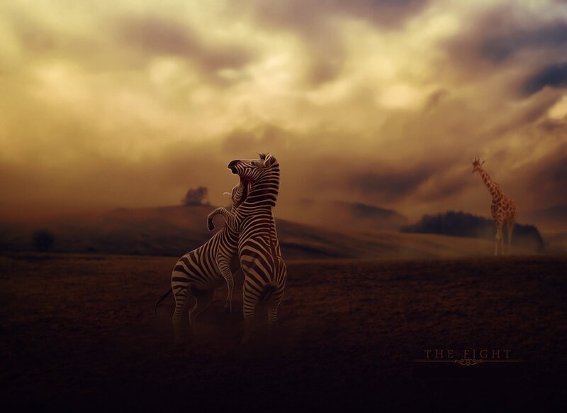 Two Zebras Fighting