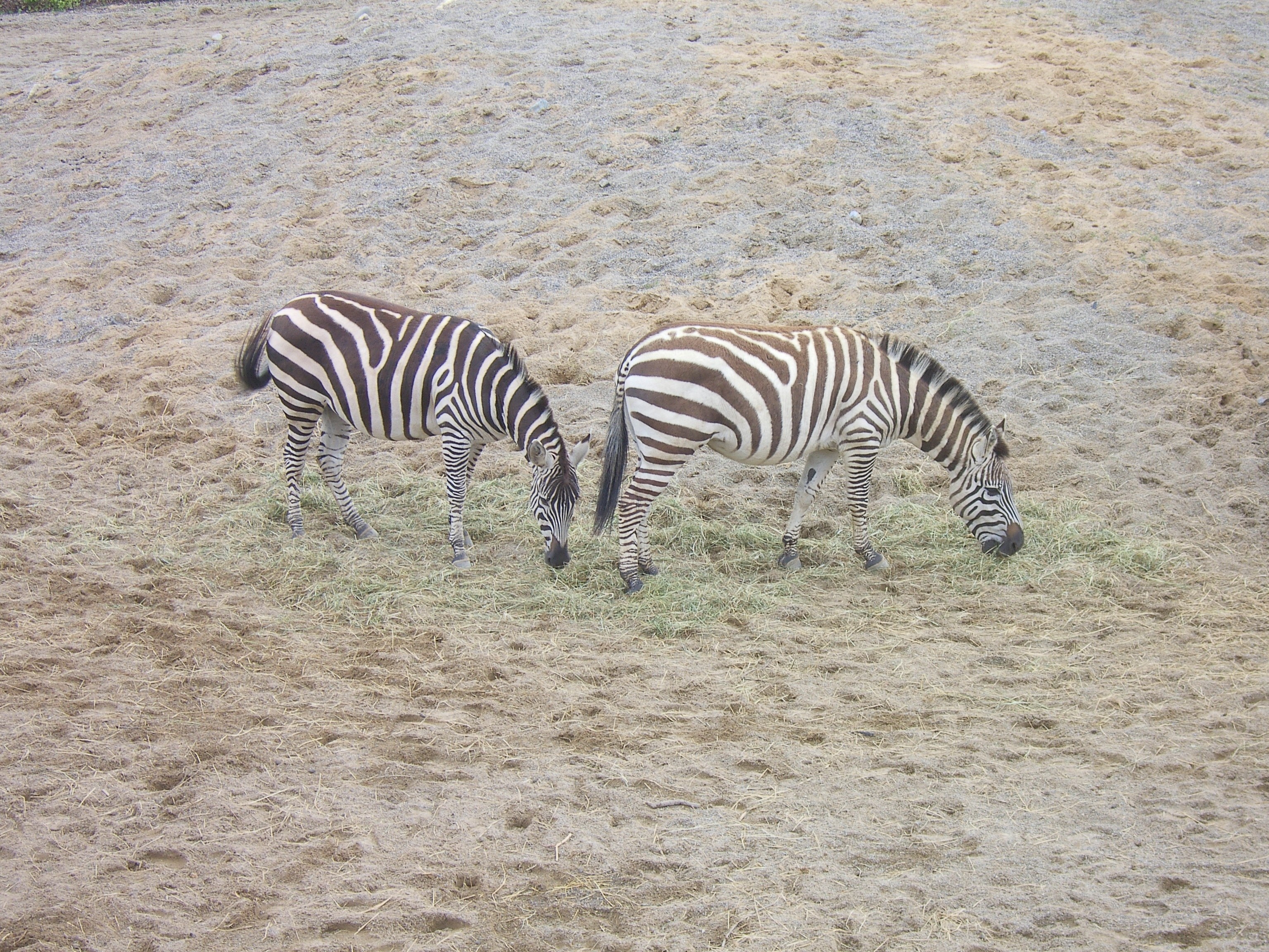 Two zebras grazing on hay