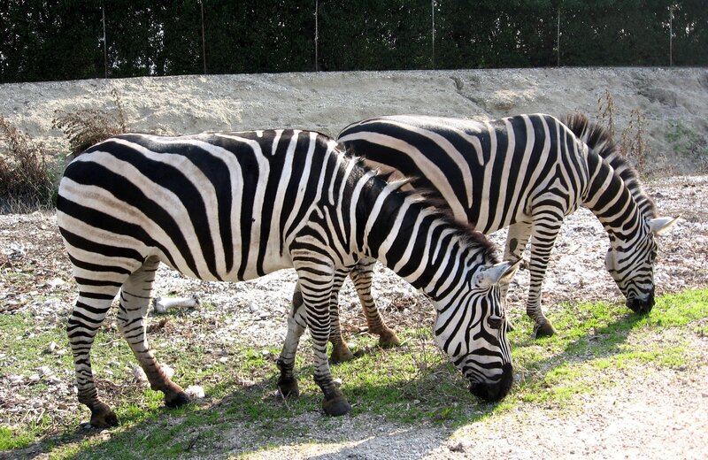 Two Zebras Grazing