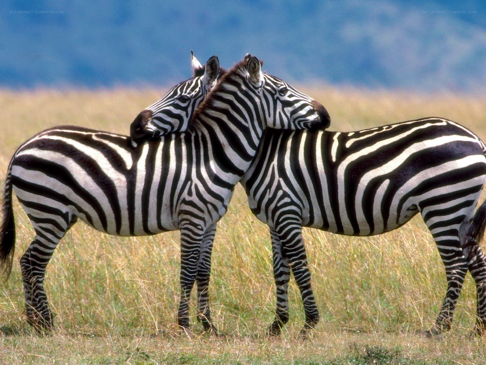 Two zebras in a field
