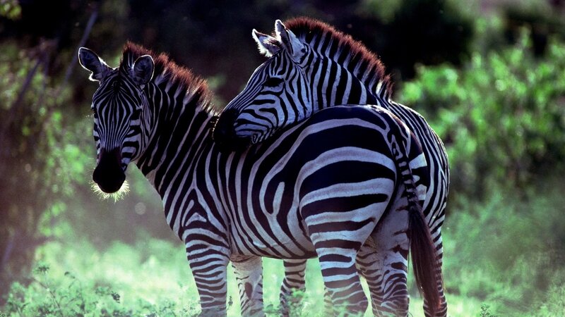 Two zebras in a grassy field