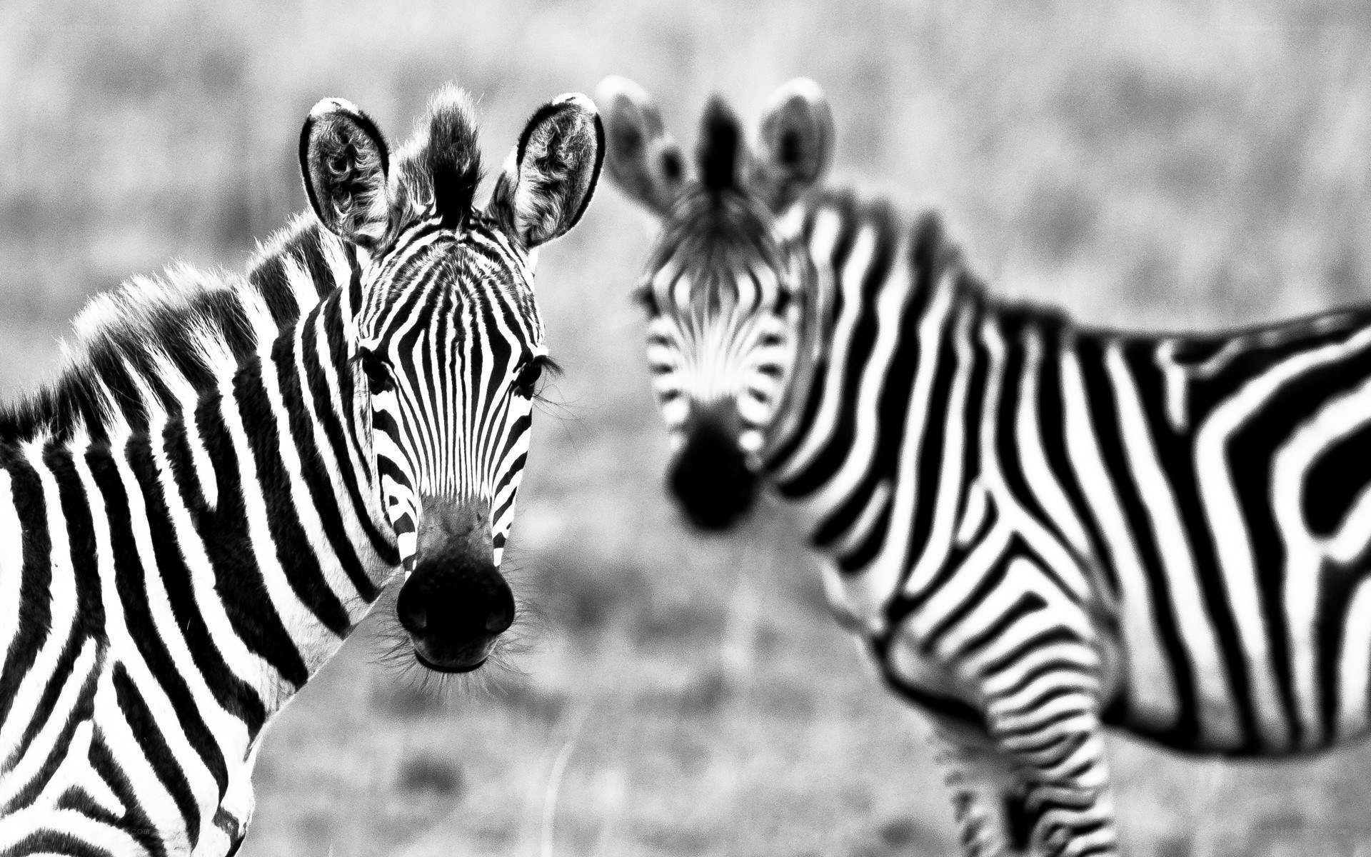 Two zebras in black and white