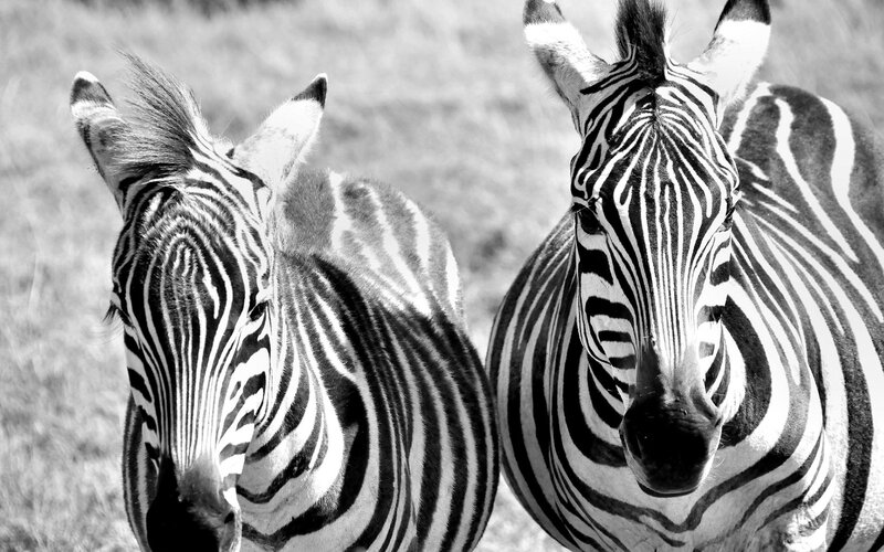 Two zebras in black and white