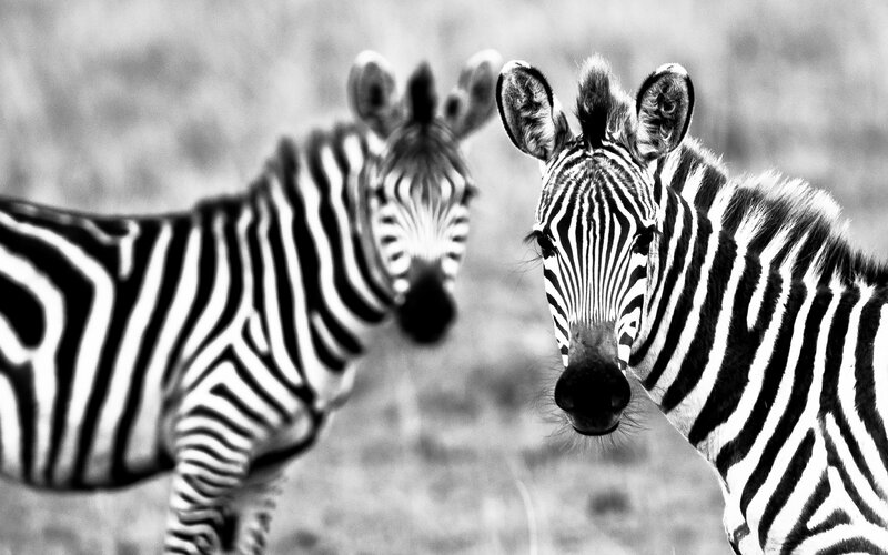 Two zebras in black and white