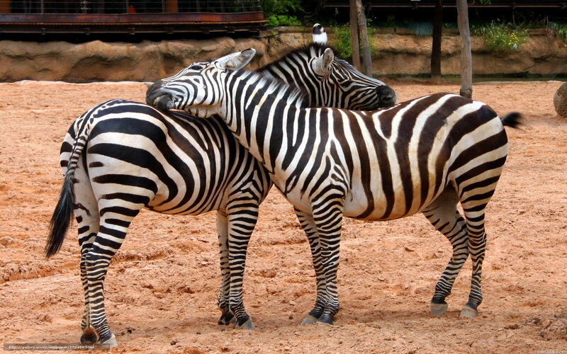 Two zebras in enclosure