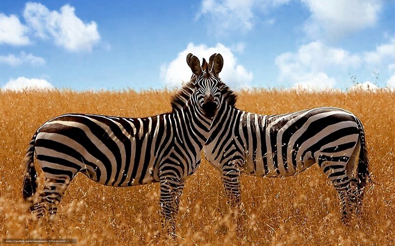 Two Zebras in Field