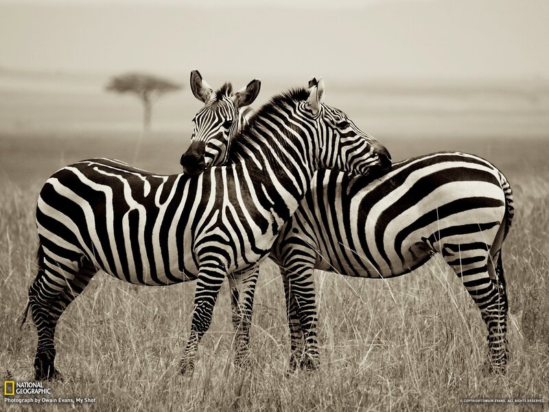 Two Zebras in Grass — Black, Serene