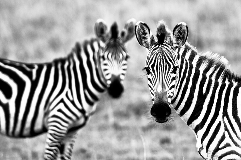 Two Zebras in Grass — Black