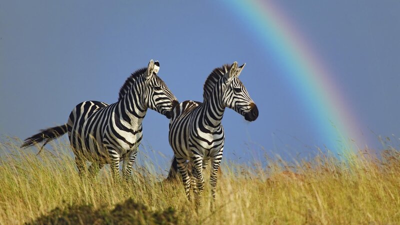 Two Zebras in Grass — Blue, Serene, Afternoon, Photograph, Rainbow, Sky, Green