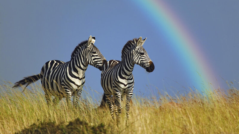 Two Zebras in Grass — Blue, Serene, Afternoon