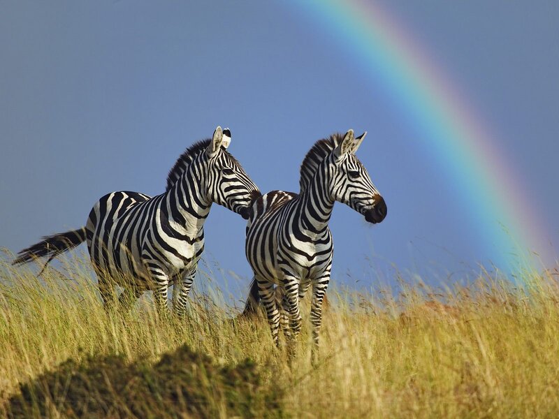 Two Zebras in Grass — Blue, Serene