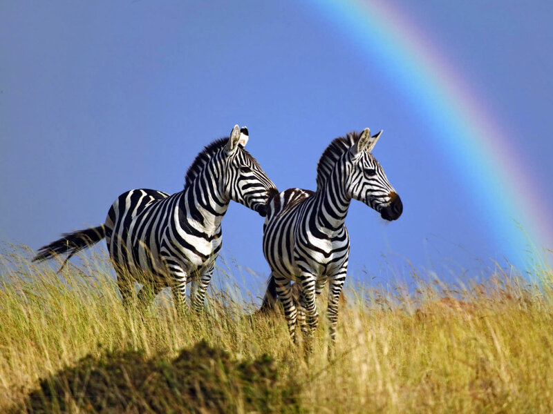 Two Zebras in Grass — Blue