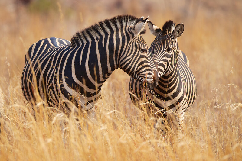 Two Zebras in Grass — Brown, Calm