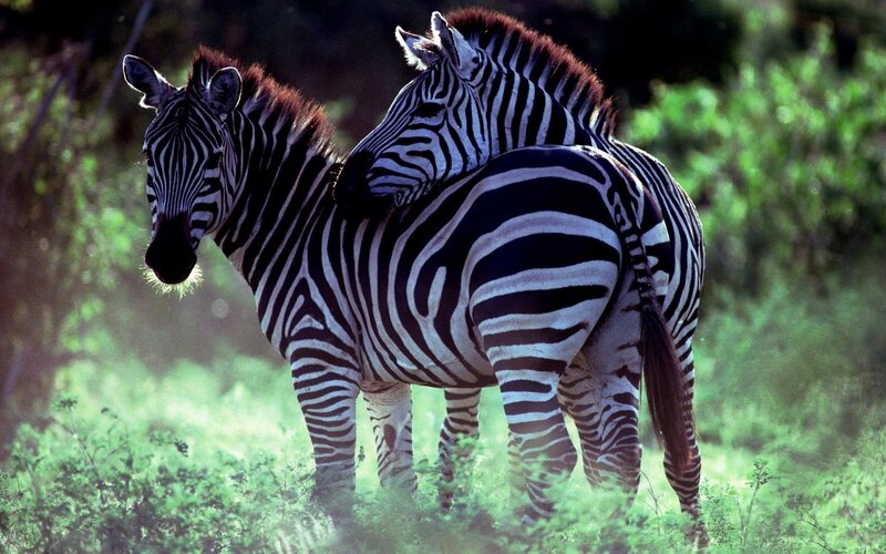 Two Zebras in Grass — Green, Serene
