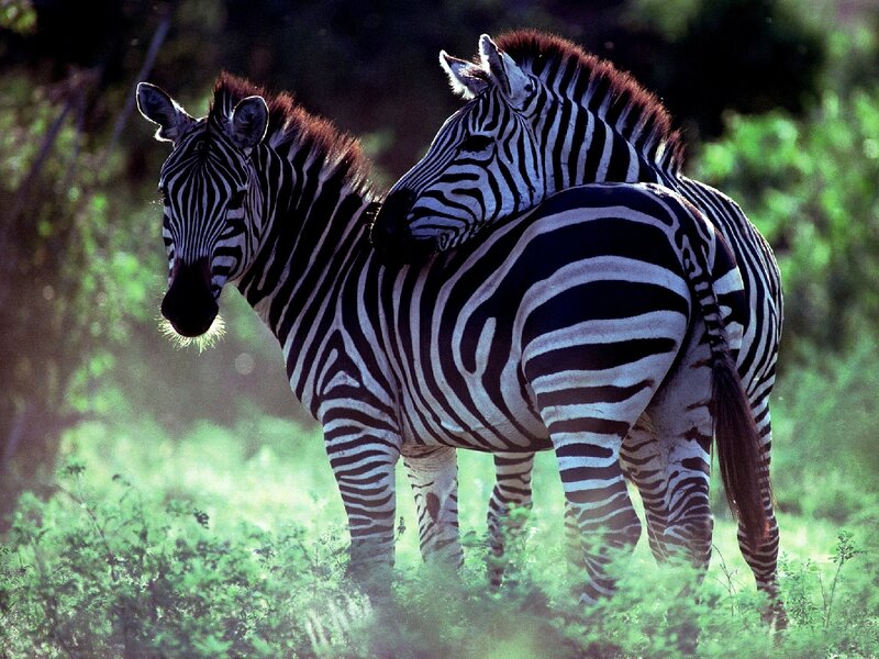 Two Zebras in Grass — Green