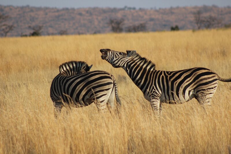 Two Zebras in Grass — Yellow