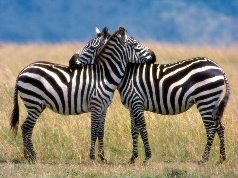 Two Zebras in Grassland — Black