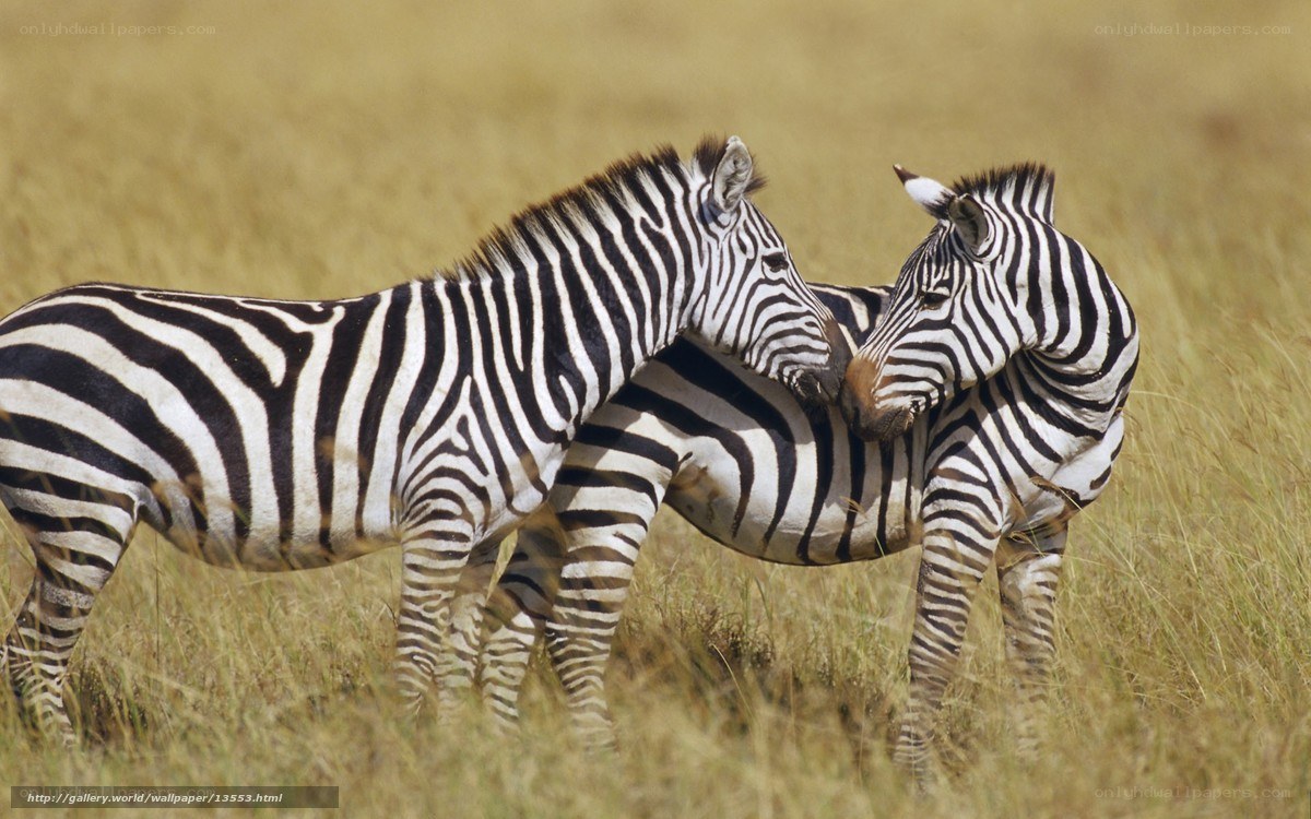 Two zebras in grassland