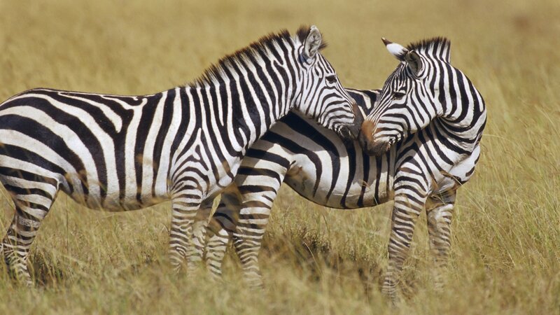 Two zebras in grassy field