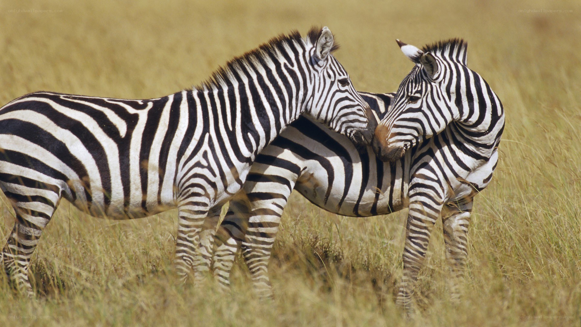 Two zebras in grassy field