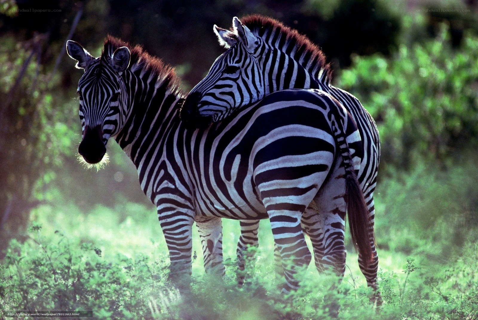 Two zebras in grassy field
