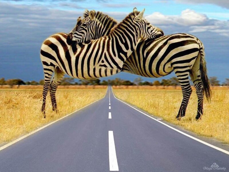Two Zebras on Road