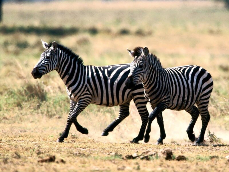 Two Zebras Running — Brown