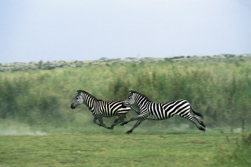 Two Zebras Running — Green, Dynamic