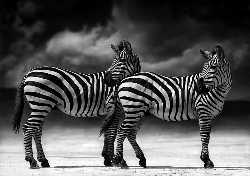 Two Zebras Standing — Black
