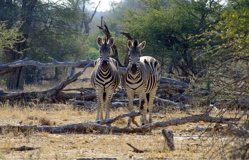 Two Zebras Standing — Brown