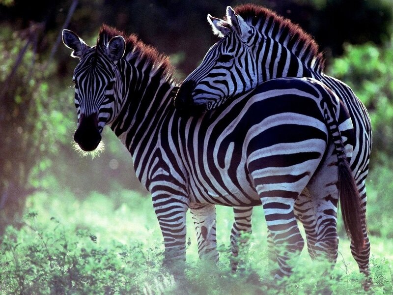 Two Zebras Standing — Green