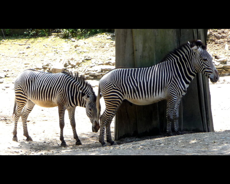 Two Zebras Standing