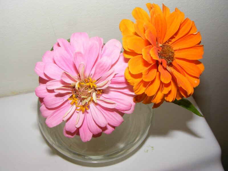 Two Zinnia Flowers — Pink