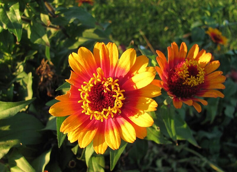 Two Zinnia Flowers