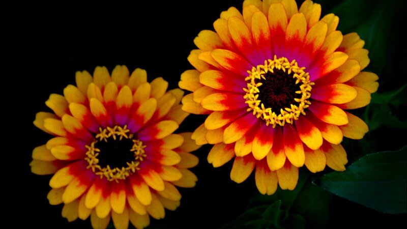 Two Zinnia Flowers — Yellow
