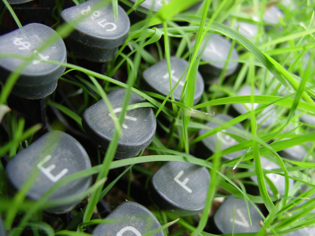 typewriter keys in grass
