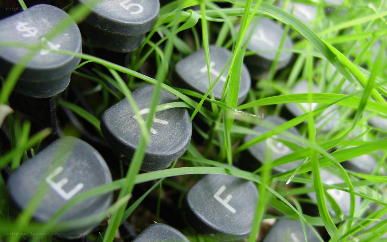 typewriter keys in grass