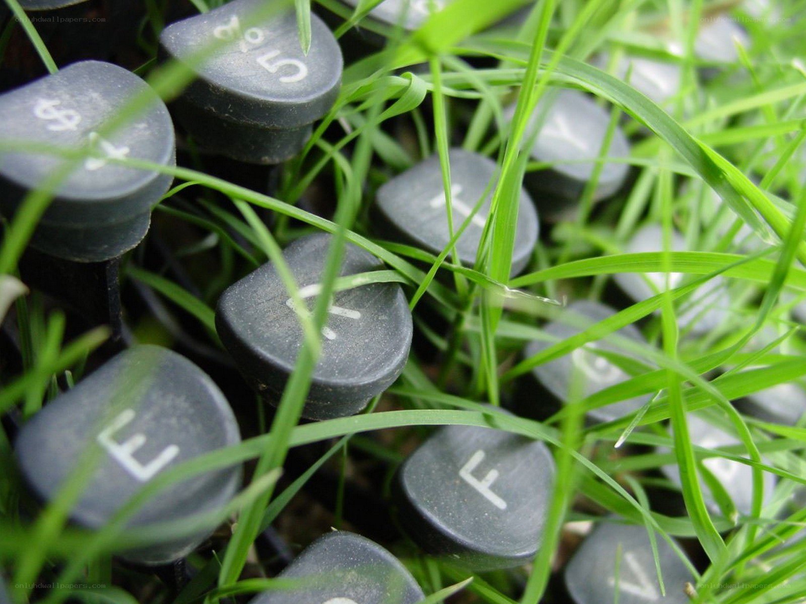 typewriter keys in grass