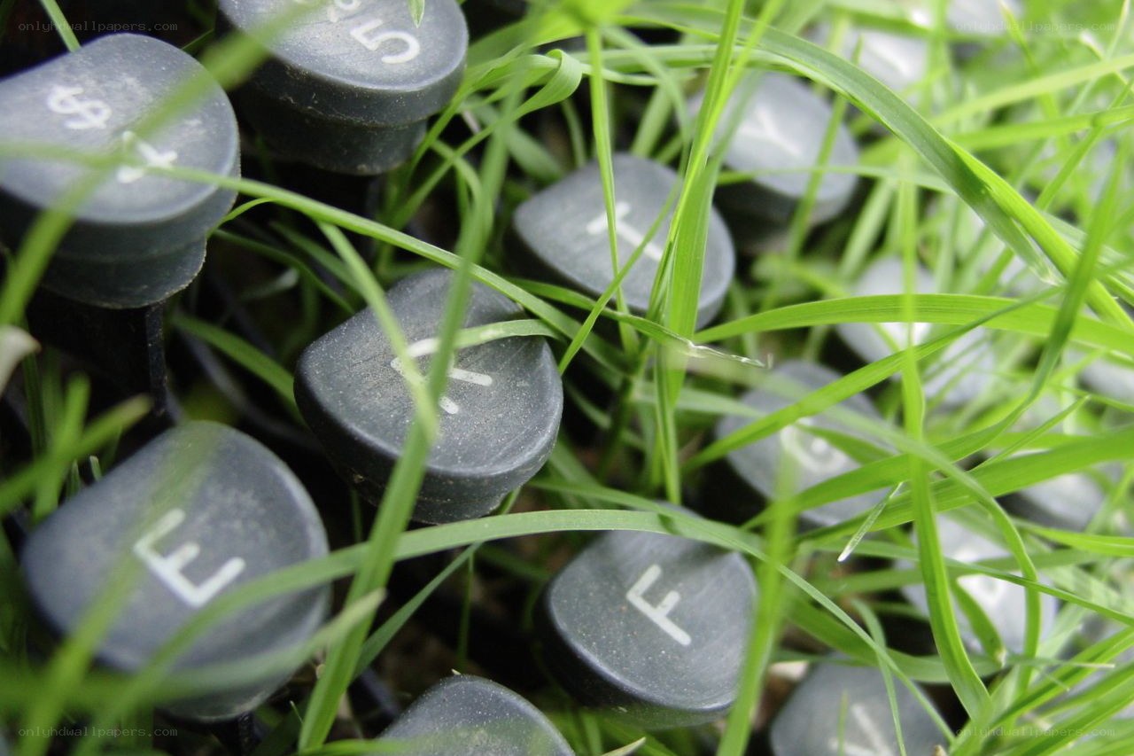 typewriter keys in grass