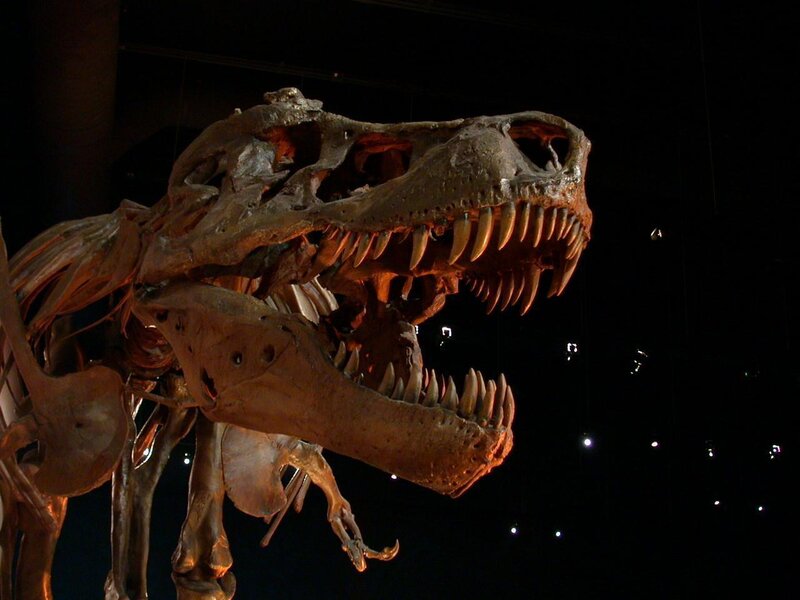 Tyrannosaurus rex fossil skeleton