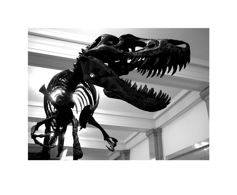 Tyrannosaurus Rex skeleton