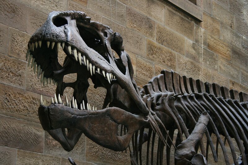 Tyrannosaurus rex skeleton