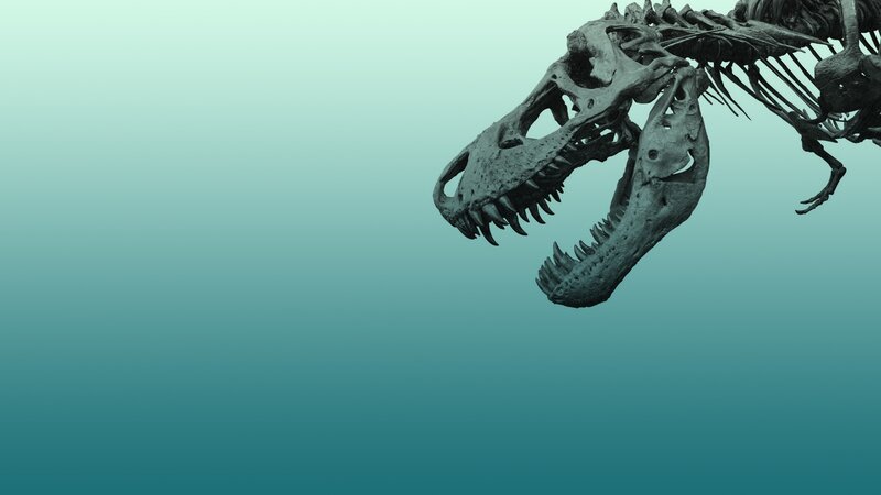 Tyrannosaurus Rex skeleton