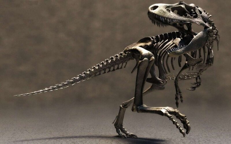 Tyrannosaurus Rex skeleton