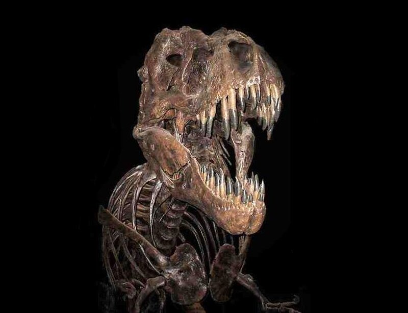 Tyrannosaurus Rex skeleton