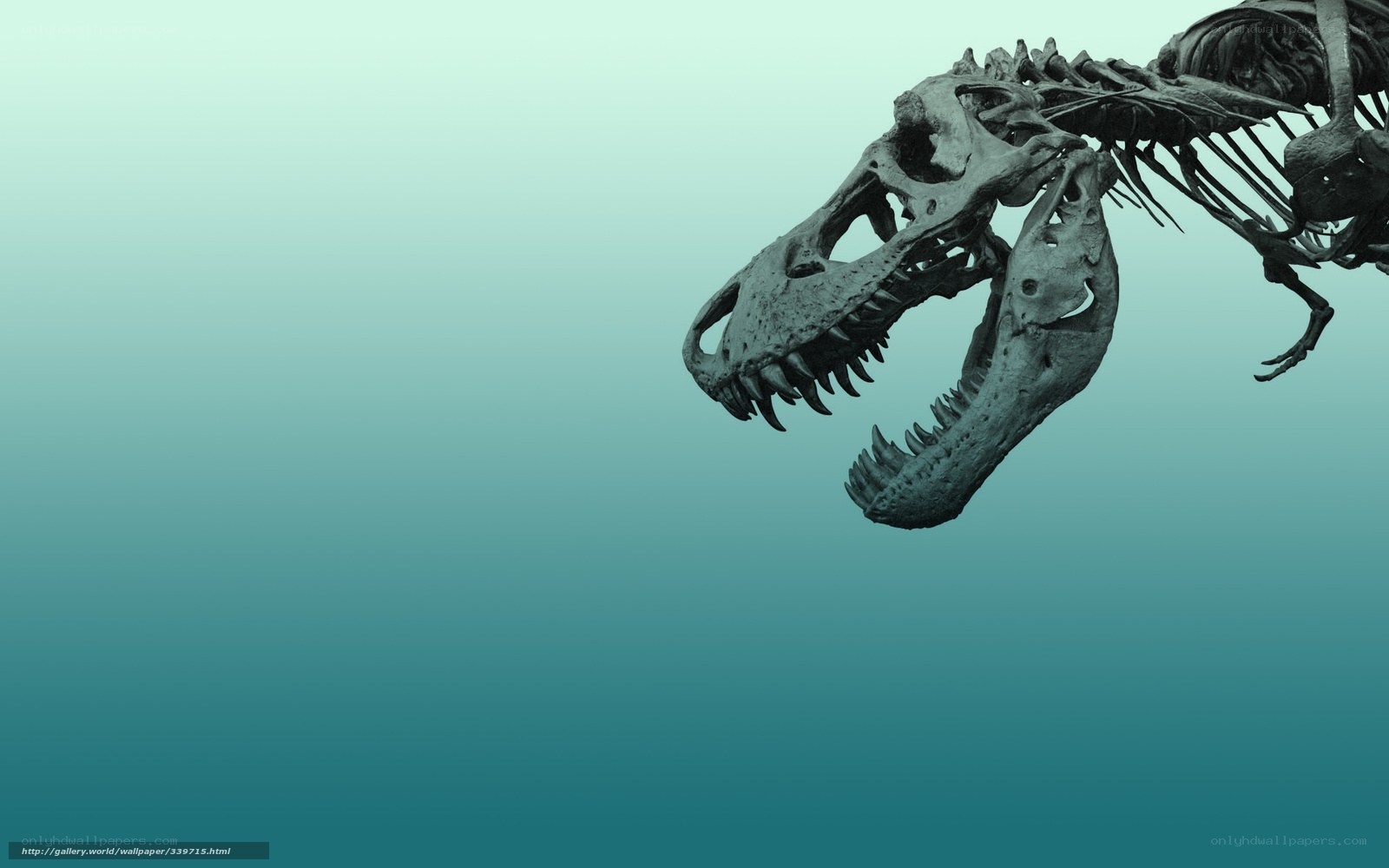 Tyrannosaurus Rex skeleton